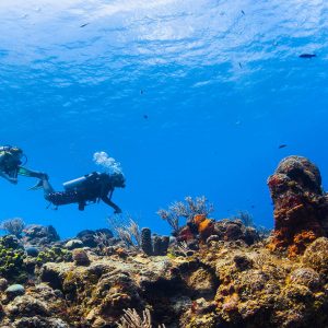 Open Water Playa del Carmen and Cozumel