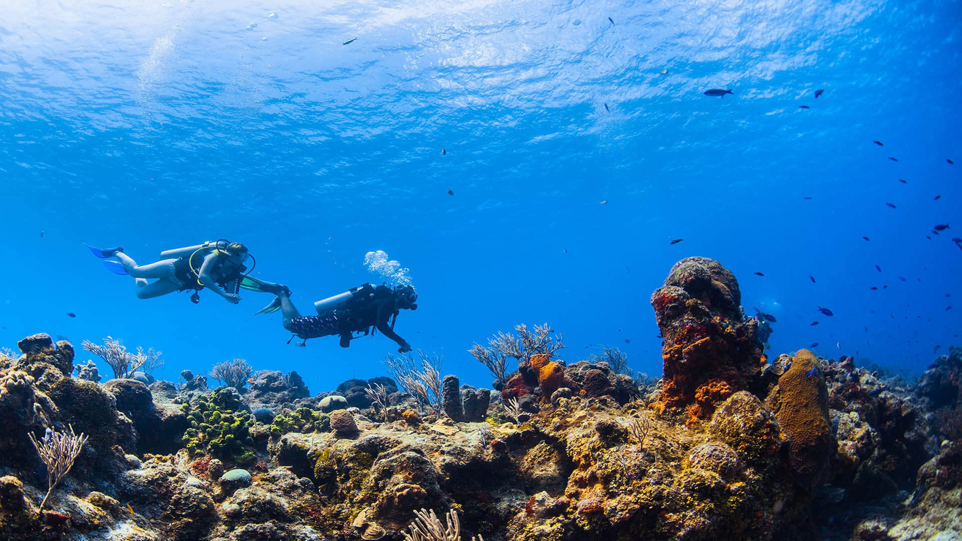 Discovery First Dive Cozumel - Image 4
