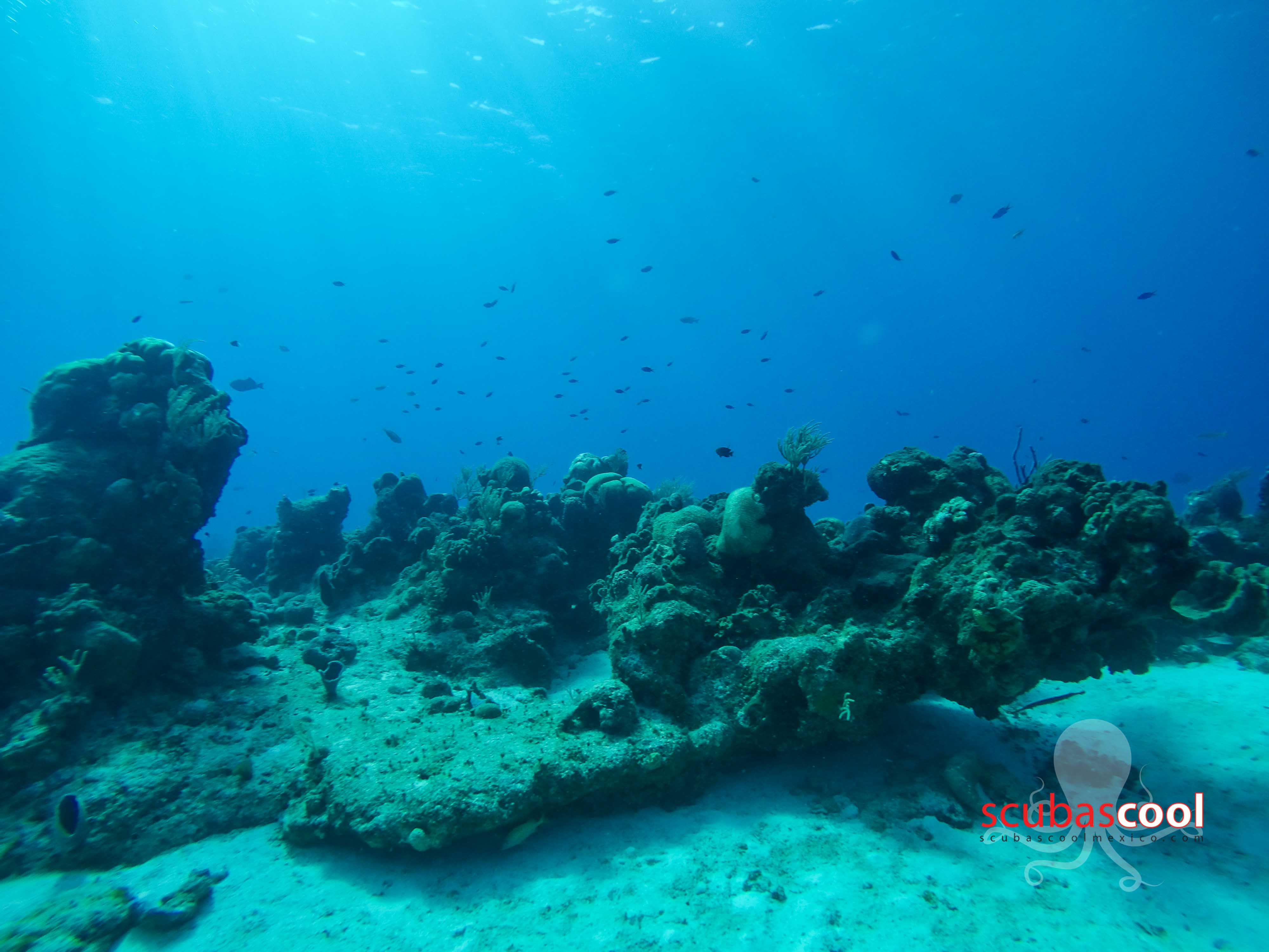 Discovery First Dive Cozumel - Image 2