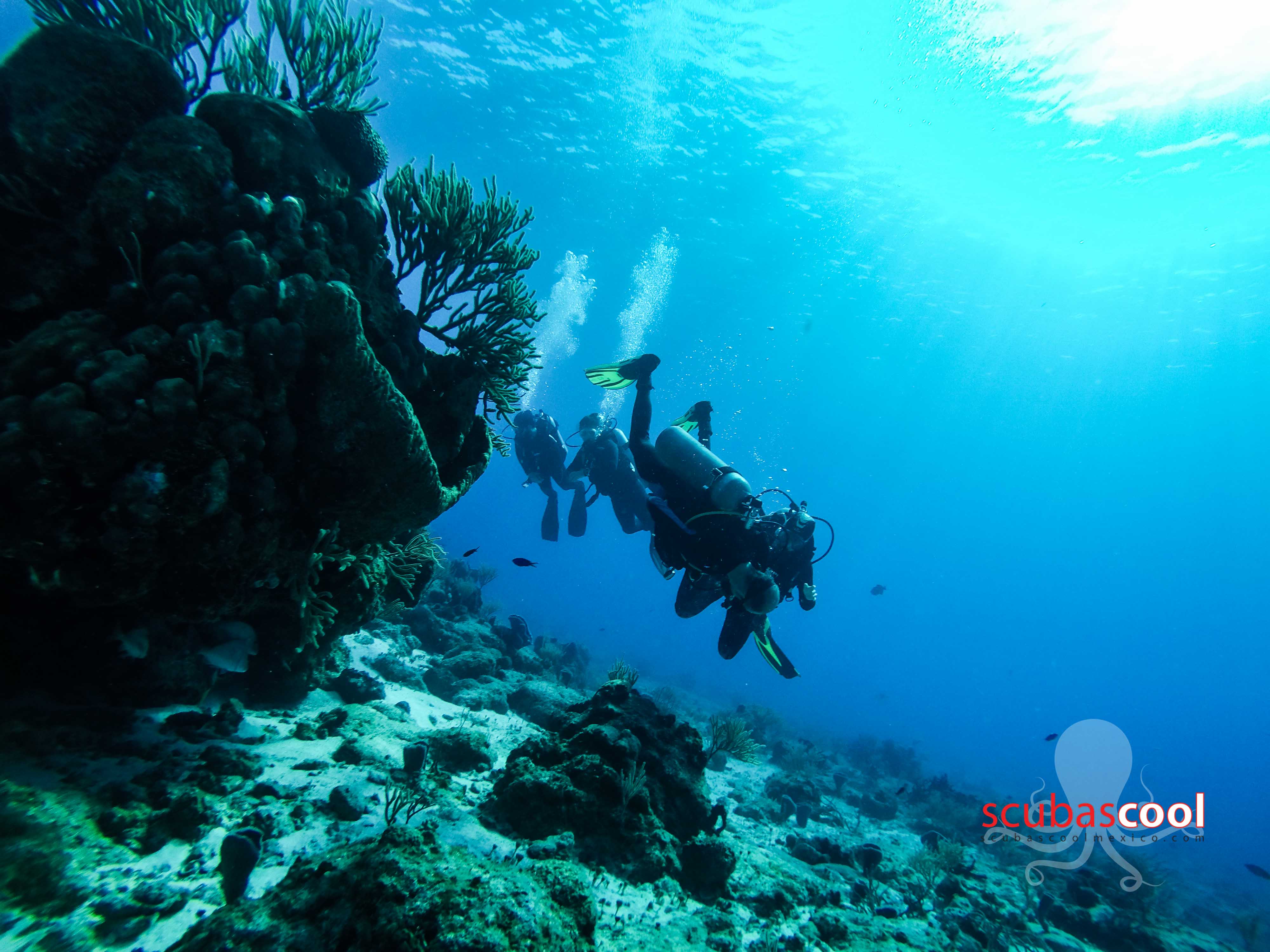 First Dive Ocean and Cenote - Image 6