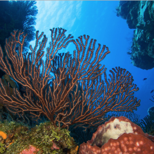 Tulum Ocean Reef Diving