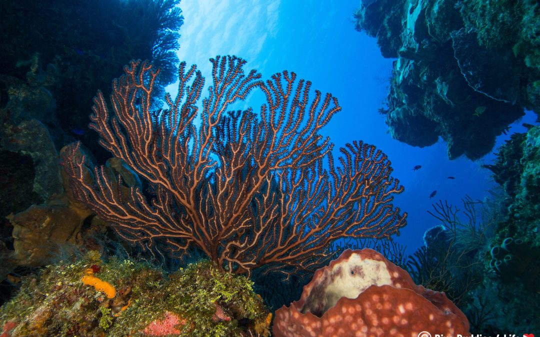 Drift & Wall Diving: Discover ScubasCool as the Best Diving School in Cozumel