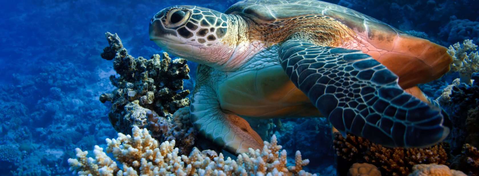 Discovery-scuba-dive