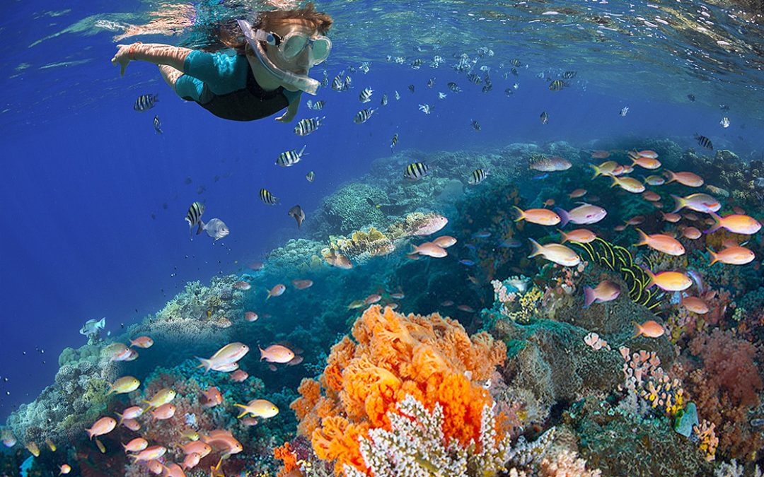 Reef Diving in Playa del Carmen