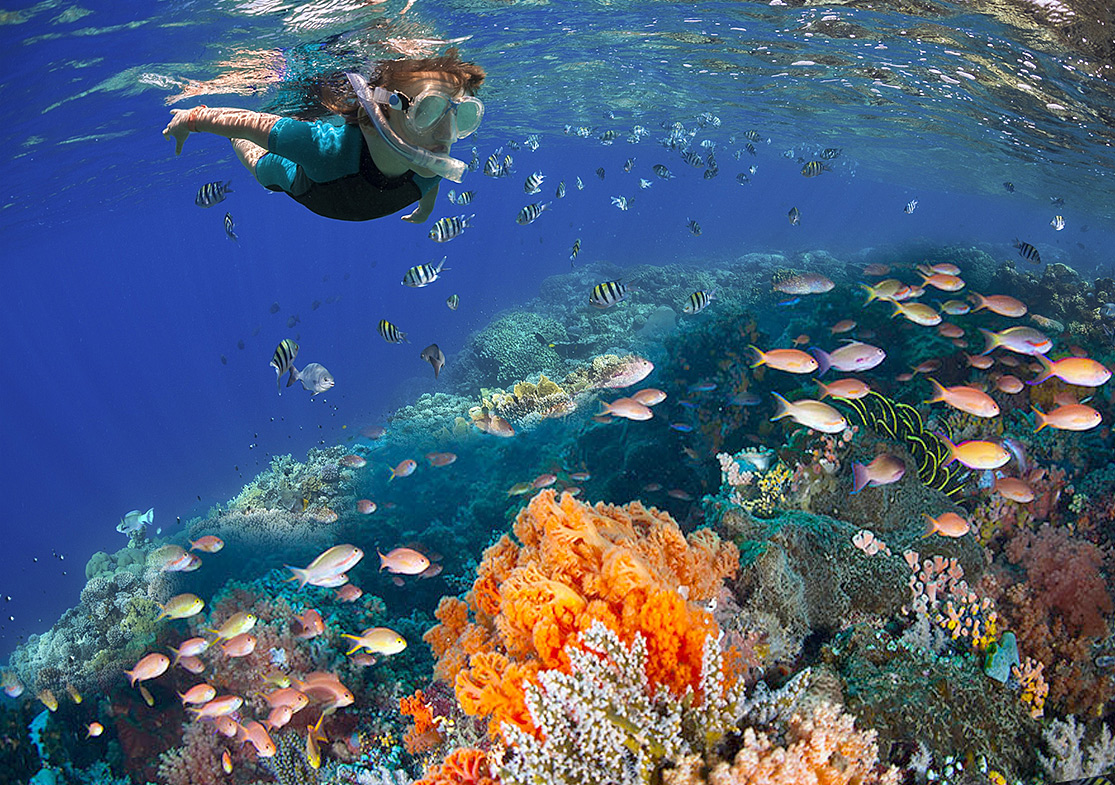 Snorkel Experience in 2 Coral Reefs in the Ocean